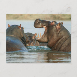 Carte Postale Hippopotames dans l'eau