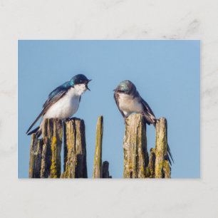Carte Postale Hirondelle bicolore mâle et femelle