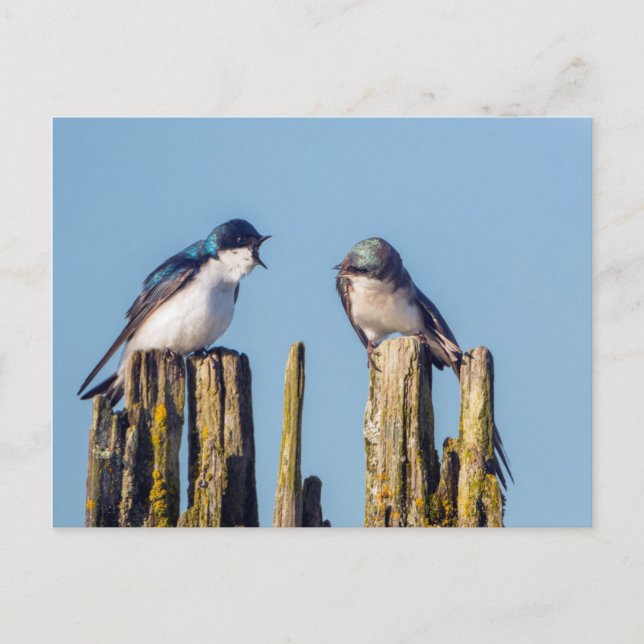 Carte Postale Hirondelle bicolore mâle et femelle (Devant)