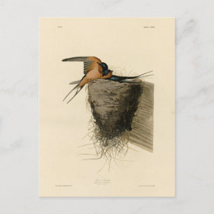 Carte Postale Hirondelle d'Audubon's Birds of America