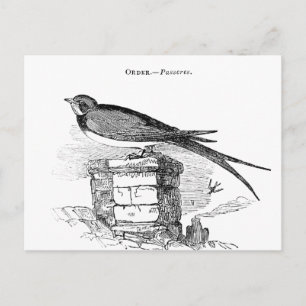 Carte Postale Hirondelle vintage