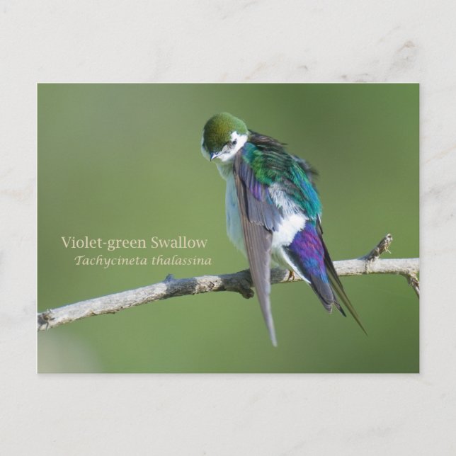 Carte Postale Hirondelle violette (Devant)