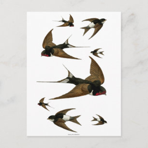 Carte Postale Hirondelles en vol oiseaux vintage