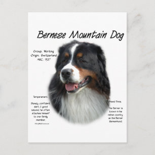 Carte Postale Histoire des chiens de montagne bernois; Tout sur