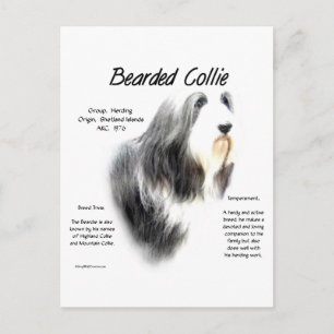 Carte Postale Histoire des collies hérissées; Amour Collies héri