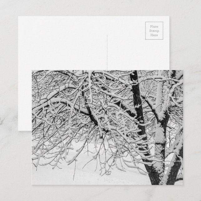 Carte Postale Hiver Blizzard Storm Snowy Tree Nature Photographi (Devant / Derrière)