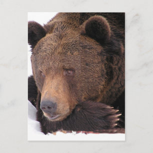 Carte Postale Hiver Brown de l'ours
