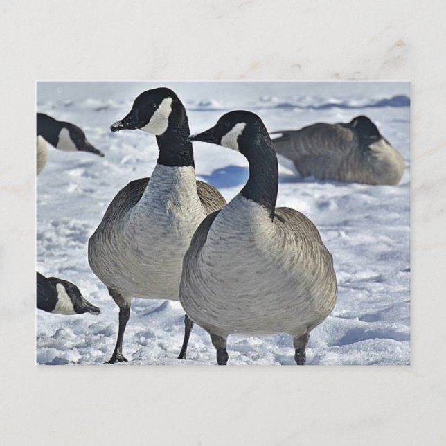 Carte Postale Hiver Canada Oie Nature Photographe chasseur (Devant)