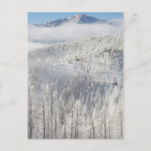 Carte Postale Hiver dans la forêt nationale de Pike