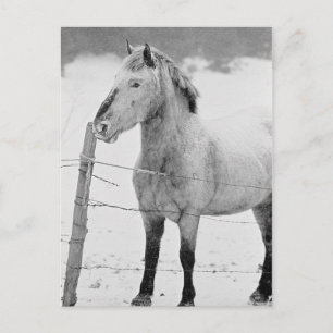 Carte Postale Hiver du cheval blanc