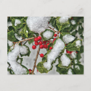 Carte Postale Hiver - Glacé Holly