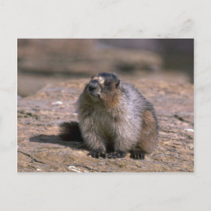 Carte Postale Hoary Marmot