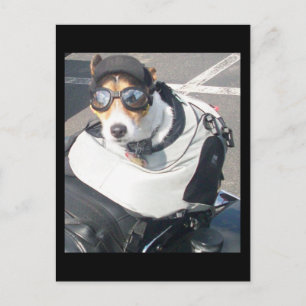 Carte Postale Hog Dog Postcard