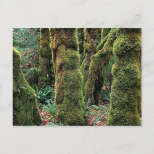 Carte Postale Hoh Rain Forest, Parc National Olympique, Washingt