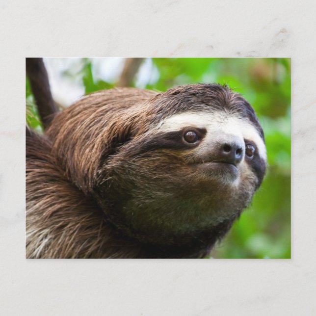 Carte postale Holiday du profil Sloth (Devant)