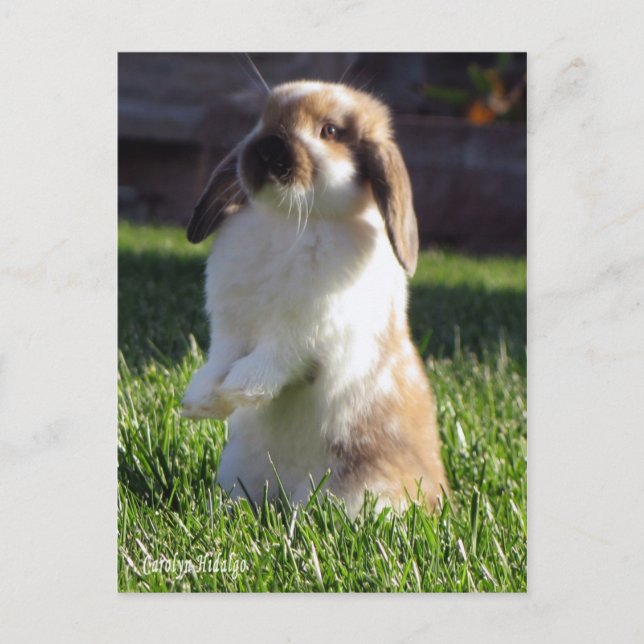 Carte Postale holland lop debout (Devant)