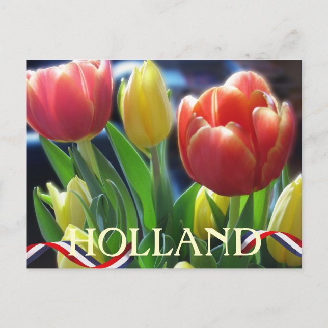 Carte postale Holland Red and Yellow Spring Tulips (Devant)