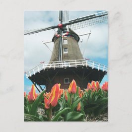 Carte Postale Holland Tulip Time Flowers