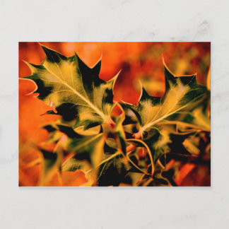 Carte Postale Holly