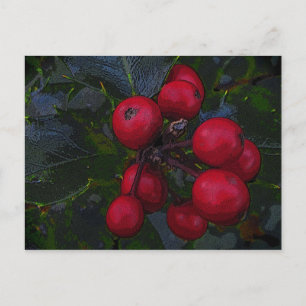 Carte postale Holly Berries
