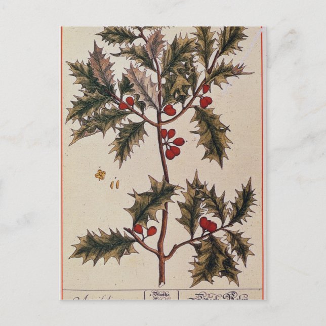 Carte Postale Holly de 'A Curious Herbal', 1782 (Devant)