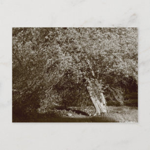 Carte Postale Holly Tree - Sepia