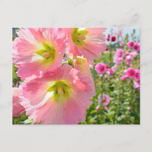 Carte postale Hollyhock Flowers (Devant)