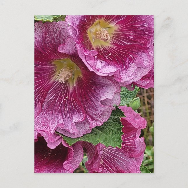 Carte Postale Hollyhock rose beauté (Devant)