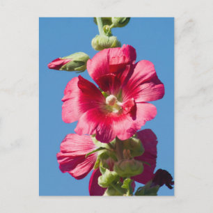 Carte Postale Hollyhock rouge contre un ciel bleu
