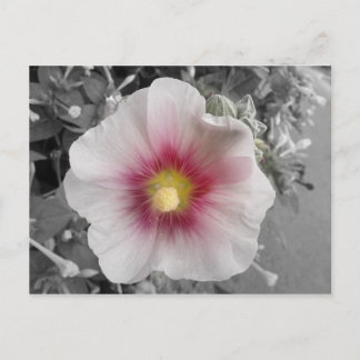 Carte Postale Hollyhock sur Ile de Re, France