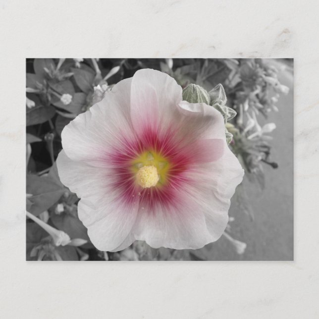 Carte Postale Hollyhock sur Ile de Re, France (Devant)