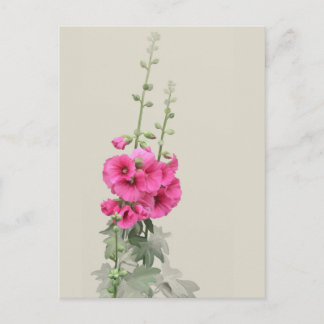 Carte Postale Hollyhocks