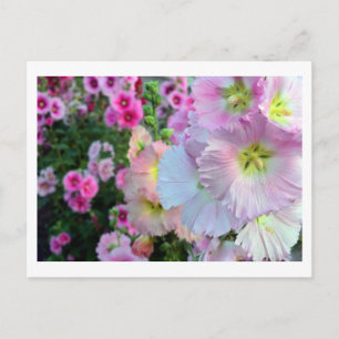 Carte Postale Hollyhocks : Japon