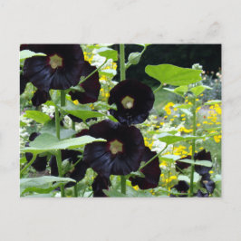 Carte Postale Hollyhocks noirs