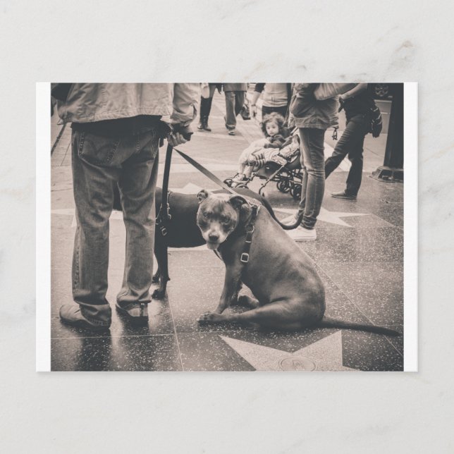 Carte Postale Hollywood Blvd (Devant)