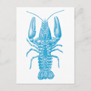 Carte Postale Homard bleu