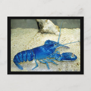 Carte Postale Homard bleu