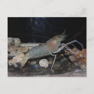 Carte Postale Homard épineux