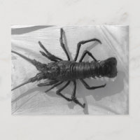 Homard noir et blanc Photographie