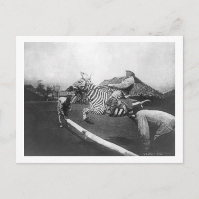 Carte Postale Homme à cheval Zebra Saut de clôture Photographie (Devant)