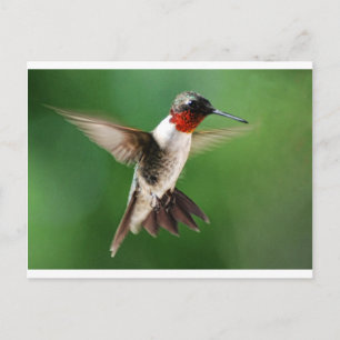 Carte Postale Homme colibri