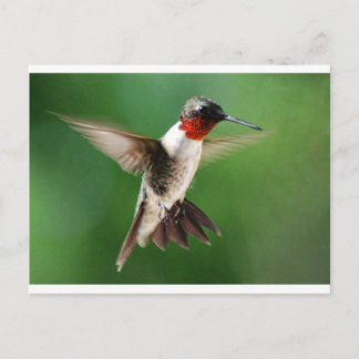 Carte Postale Homme colibri