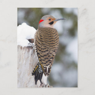 Carte Postale Homme de Flickr du Nord en hiver