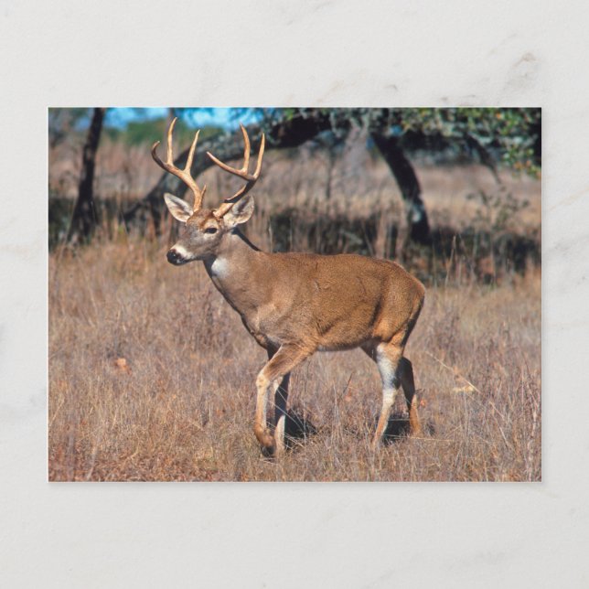 Carte Postale Homme Deer Buck Avec Antlers (Devant)