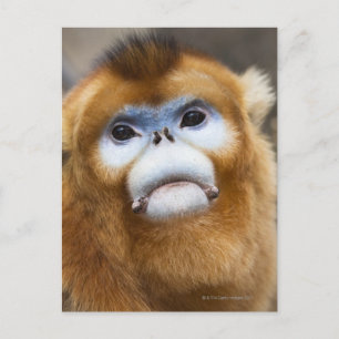Carte Postale Homme Golden Monkey Pygathrix roxellana, portrait