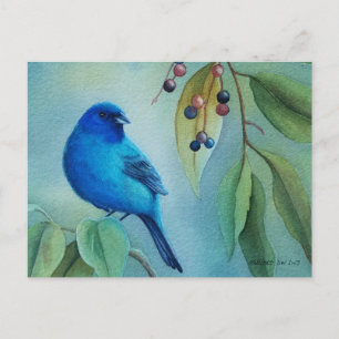 Carte Postale Homme Indigo Bund Oiseau Hackberry Aquarelle Art