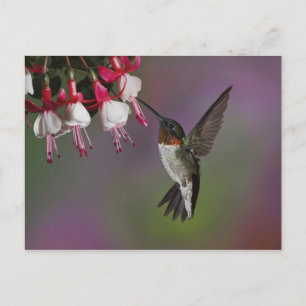 Carte Postale Homme Ruby gorge colibri, Archilochus