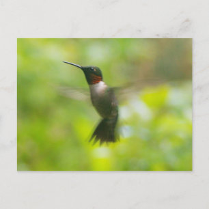 Carte postale Homme Ruby Throat Hummingbird