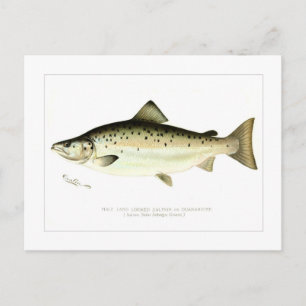 Carte Postale Homme Saumon sans littoral ou Quaniche