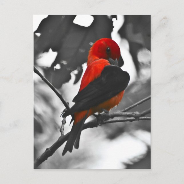 Carte Postale Homme Scarlet Tanager (Devant)